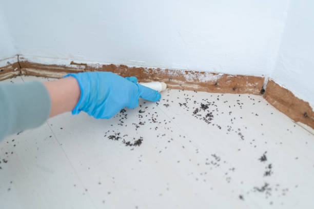 Best Affordable Pest Control Services  in Redlands, CA